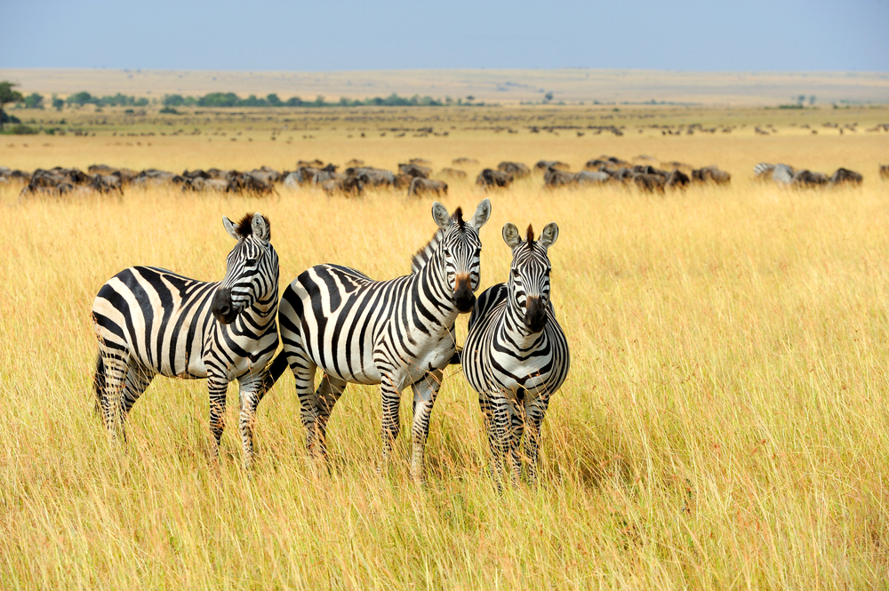 Zebras – Safari