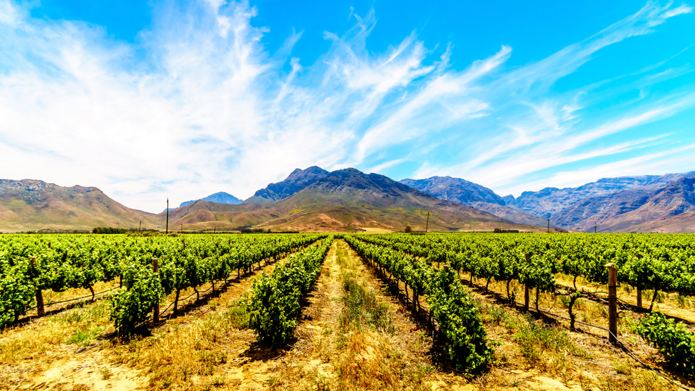Weingebiet bei Stellenbosch