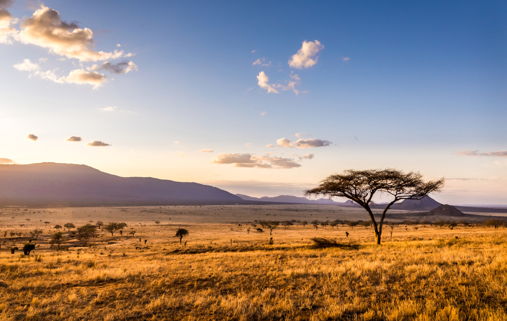 Safari in der Massai Mara