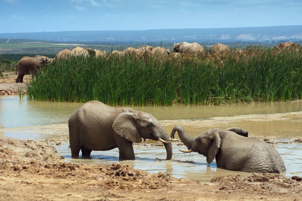 Addo Elephant NP nahe Port Elizabeth